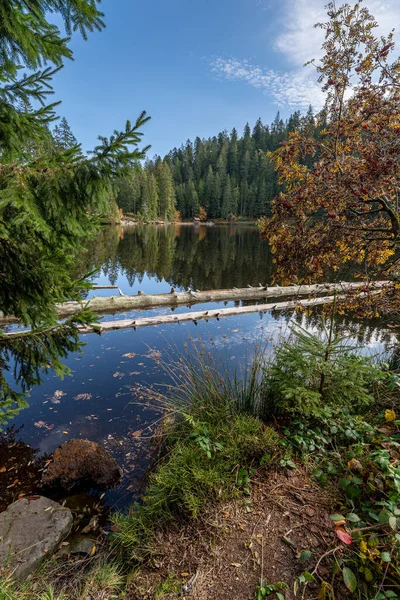 Vertikální Záběr Jezera Obklopeného Zelení Glaswaldsee Black Forest Německo — Stock fotografie