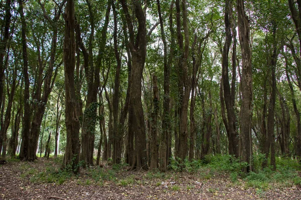 Uma Bela Vista Das Árvores Altas Floresta — Fotografia de Stock