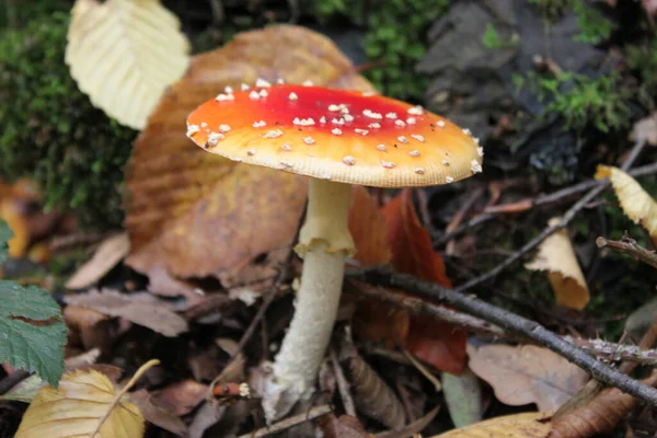 Champignon Avec Une Casquette Rouge Dans Environnement Naturel — Photo