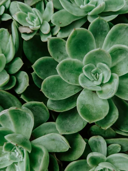 Vertikální Záběr Krásné Echeveria Elegans Rostlin Venku — Stock fotografie