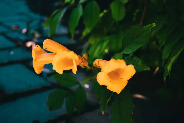 Tiro Close Uma Bela Flor — Fotografia de Stock