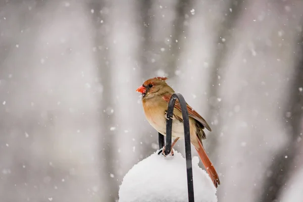 一个美丽的镜头一个可爱的北方红衣雀在冬季的一天 — 图库照片