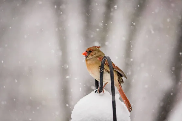 Hermoso Tiro Lindo Pájaro Cardenal Del Norte Día Invierno — Foto de Stock