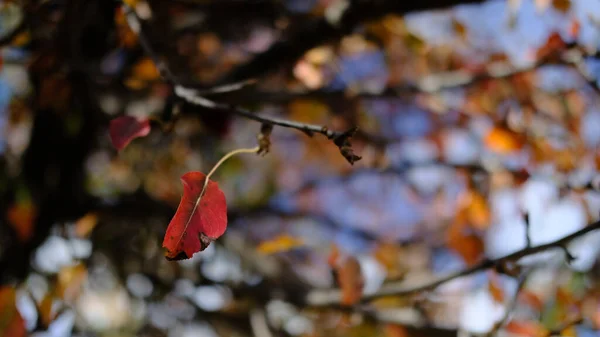 Closeup Shot Golden Leaf Tree — Stock Photo, Image