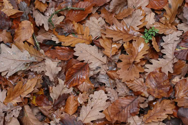 Colpo Testa Caduto Albero Foglie Nella Foresta Autunno — Foto Stock