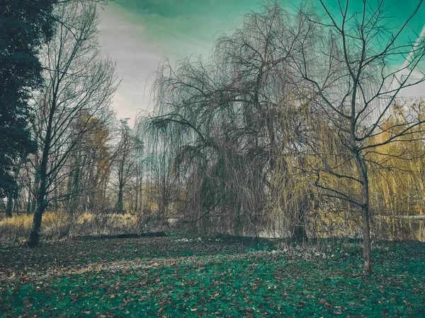 Een Prachtige Opname Van Blote Bladloze Herfstbomen Een Bos Met — Stockfoto