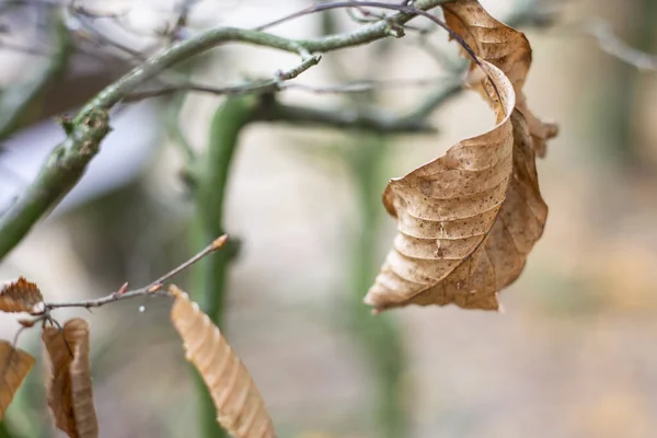 Tiro Close Uma Folha Outono Seca Galho Árvore — Fotografia de Stock