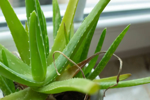 Primo Piano Una Pianta Aloe Vaso Fiori Davanzale — Foto Stock