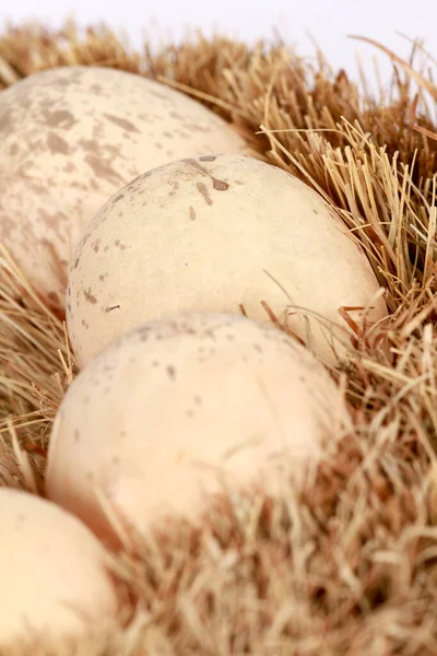 Vertical High Angle Shot Eggs Dry Grass Nest — Stock Photo, Image