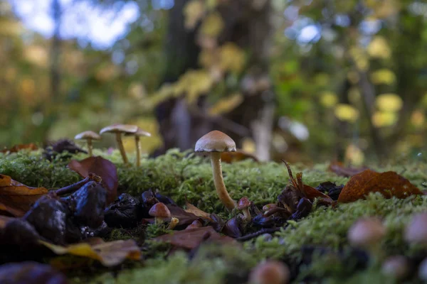 Närbild Växande Svamp Skogen — Stockfoto