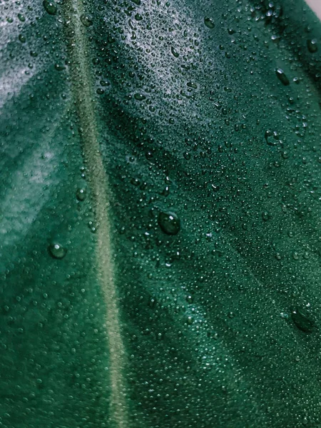 Egy Függőleges Zárófelvétel Vízcseppekről Zöld Leveleken — Stock Fotó