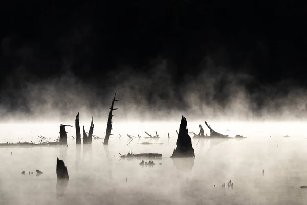 Vue Des Troncs Arbres Cassés Dans Lac Avec Brouillard Arrière — Photo