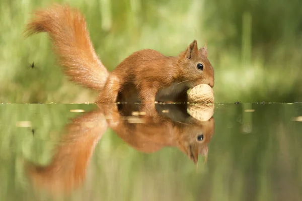 Вибірковий Знімок Фокуса Милої Лисиці Білка — стокове фото