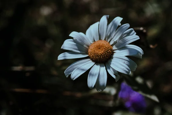 Крупним Планом Знімок Красивої Квітки — стокове фото