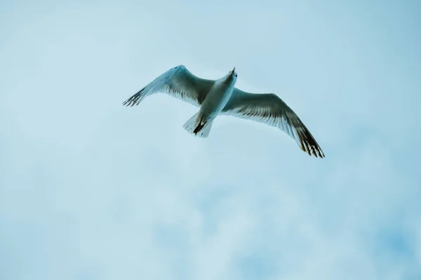 Низькокутний Знімок Птаха Блакитним Небом Задньому Плані — стокове фото