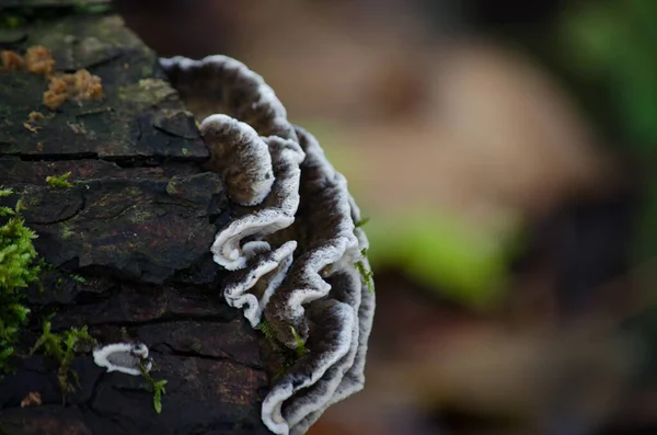在长满苔藓的树干上生长的一种毒菌的特写镜头 — 图库照片