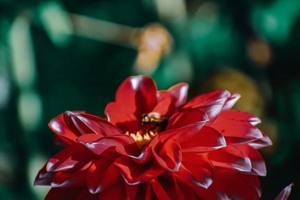 Closeup Shot Honey Bees Red Dahlia — Stock Photo, Image