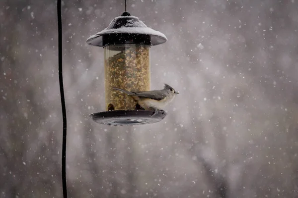 Eine Selektive Fokusaufnahme Eines Niedlichen Himmelsvogels Einem Wintertag — Stockfoto