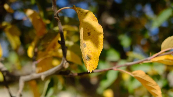 Primo Piano Una Foglia Gialla Albero — Foto Stock