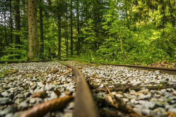 Krásný Záběr Železniční Trať Obklopenou Rostoucí Stromy Lese Denního Světla — Stock fotografie