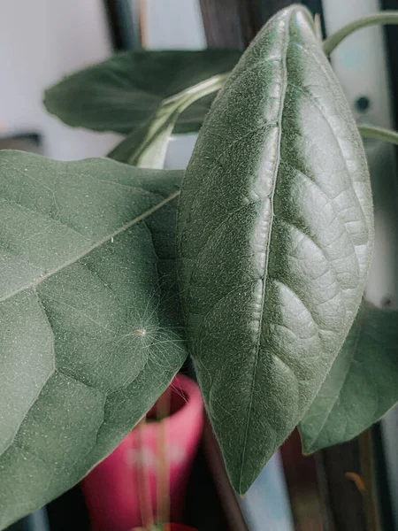 緑の植物の垂直閉鎖ショット — ストック写真