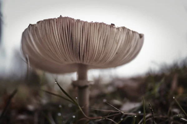 Closeup Chlorophyllum Molybdites Mushroom Field Daytime Blurry Background — Stock Photo, Image