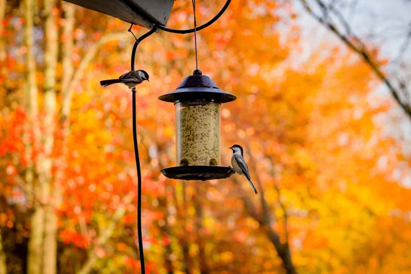 Selektivní Zaostření Záběr Roztomilé Nuthatch Vrabci Sedící Ptačí Krmivo — Stock fotografie