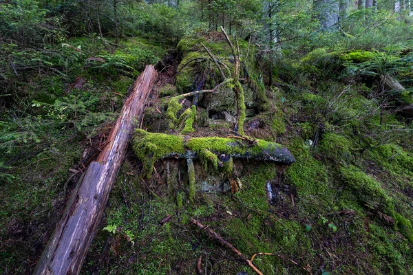Primer Plano Selva Negra Glaswaldsee Alemania —  Fotos de Stock