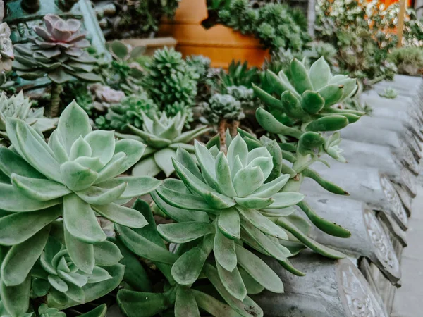 Eine Nahaufnahme Von Schönen Echeveria Elegans Pflanzen Freien — Stockfoto