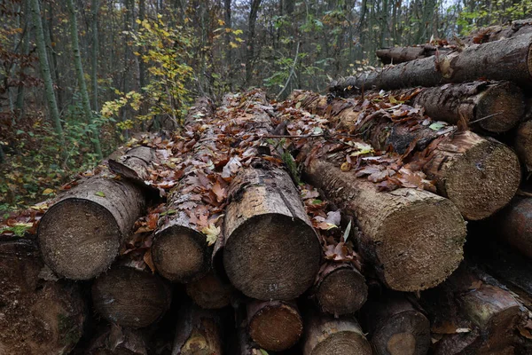 Ormanda Bir Orman Yolunun Kenarında Yeni Kesilmiş Ağaçların Yakın Plan — Stok fotoğraf