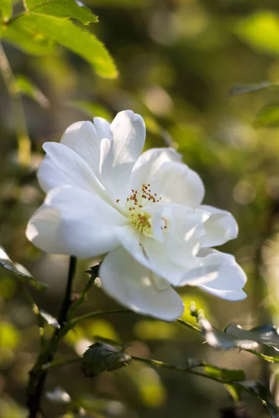 Plano Enfoque Vertical Una Flor Escaramujo Blanco Sobre Fondo Borroso — Foto de Stock