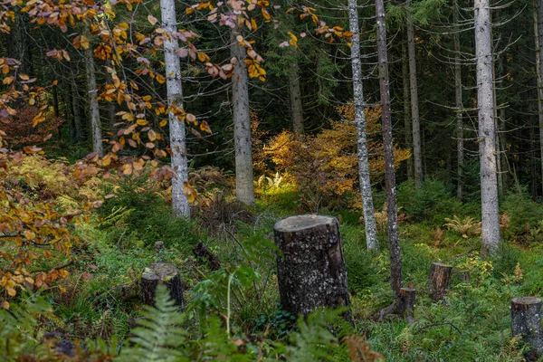 Almanya Glaswaldsee Deki Kara Orman Yakın Çekimi — Stok fotoğraf