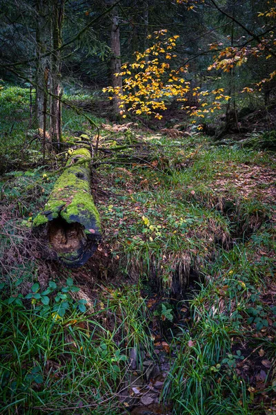 Ett Vertikalt Skott Schwarzwald Skogen Glaswaldsee Tyskland — Stockfoto