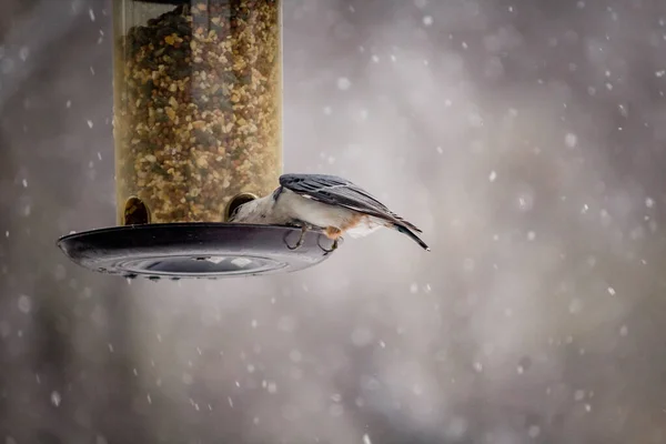 Tiro Seletivo Foco Pássaro Bonito Nuthatch Empoleirado Alimentador Pássaros — Fotografia de Stock