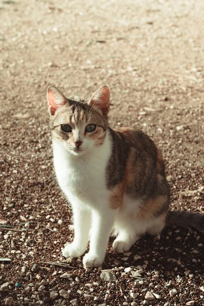 กแมวน อยน งอย บนพ — ภาพถ่ายสต็อก