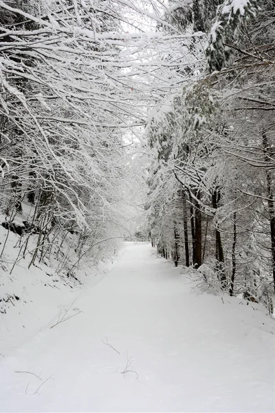 Beau Plan Vertical Paysage Hivernal Boisé Avec Des Arbres Nus — Photo