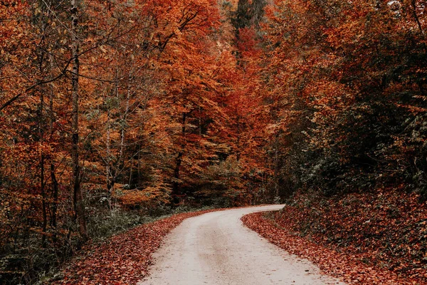 秋の森の中のカラフルな葉に覆われた木々に囲まれた道路 壁紙に最適 — ストック写真