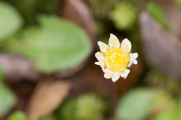 Eine Selektive Fokusaufnahme Einer Kleinen Blume Garten — Stockfoto