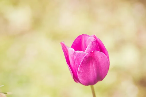 Мягкий Фокус Розового Тюльпана Против Расплывчатого Сада — стоковое фото