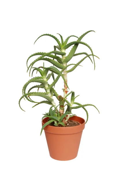 Eine Vertikale Aufnahme Einer Aloe Pflanze Einem Blumentopf — Stockfoto