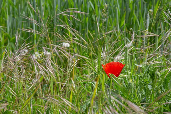 Close Uma Tulipa Vermelha Crescendo Campo — Fotografia de Stock