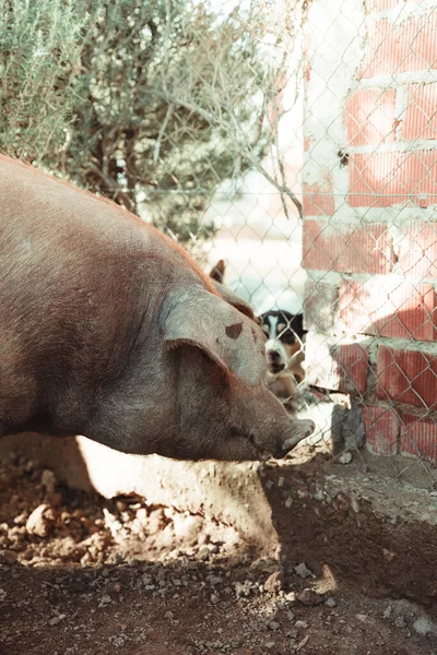 Nahaufnahme Eines Grauen Schweins Auf Einem Ackerland — Stockfoto