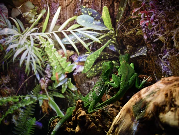 Een Shot Van Twee Groene Hagedissen Het Aqua Terrarium Paludarium — Stockfoto