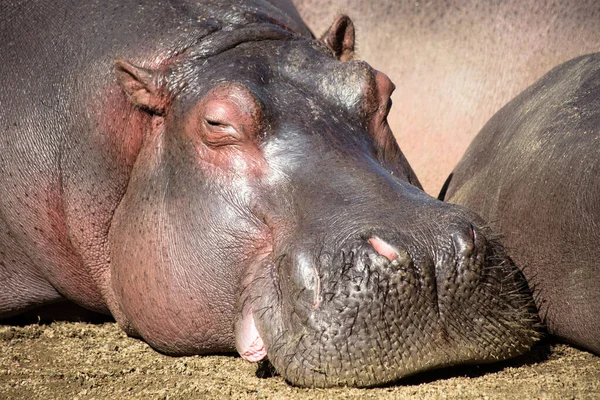 Eine Nahaufnahme Von Einem Niedlichen Schlafenden Nilpferd — Stockfoto