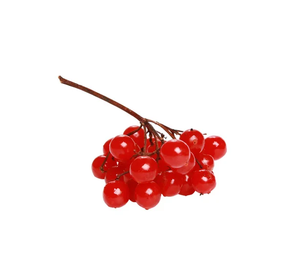 Sweet Viburnum Berry Diisolasi Pada Latar Belakang Putih — Stok Foto