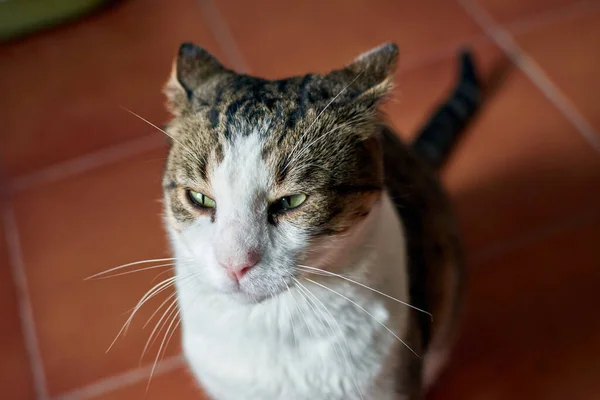 Egy Nagylátószögű Felvétel Egy Macskáról Amint Otthon Áll Padlón — Stock Fotó
