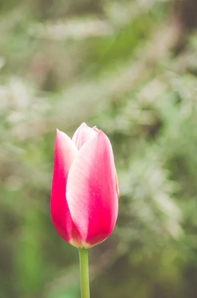 Tiro Vertical Uma Flor Tulipa Rosa Contra Jardim Embaçado — Fotografia de Stock