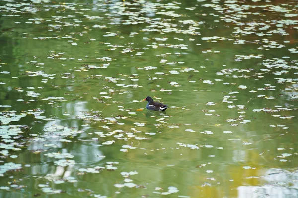 Över Liten Svart Anka Flyter Dammen Vatten Ensam — Stockfoto