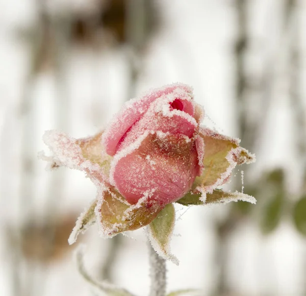 Вертикальный Фокус Крупным Планом Снимок Цветка Покрытого Снегом — стоковое фото