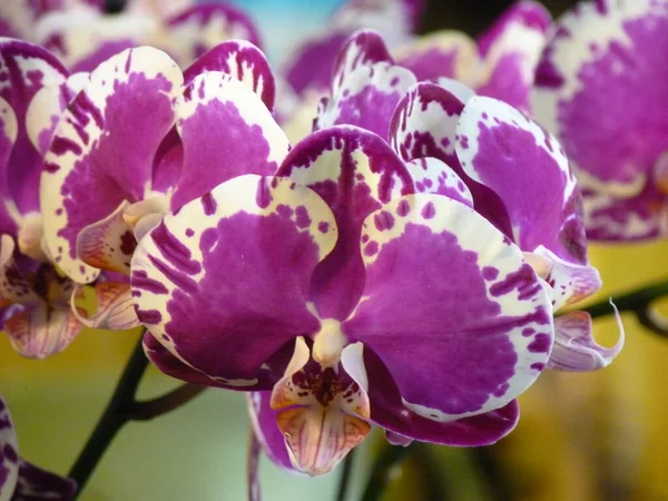 Closeup Shot Beautiful Orchid Flowers — Stock Photo, Image